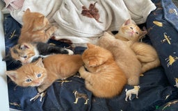 Mixed Breed cats for sale: Part Mainecoon Ginger Litter - Image 8