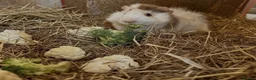 Guinea Pig rodents for sale: Mocha & Cappuccino in Lincoln - Advert 3