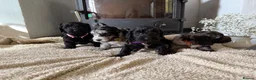 Cockapoo dogs for sale: Health tested F1 Cockapoos  - Advert 12