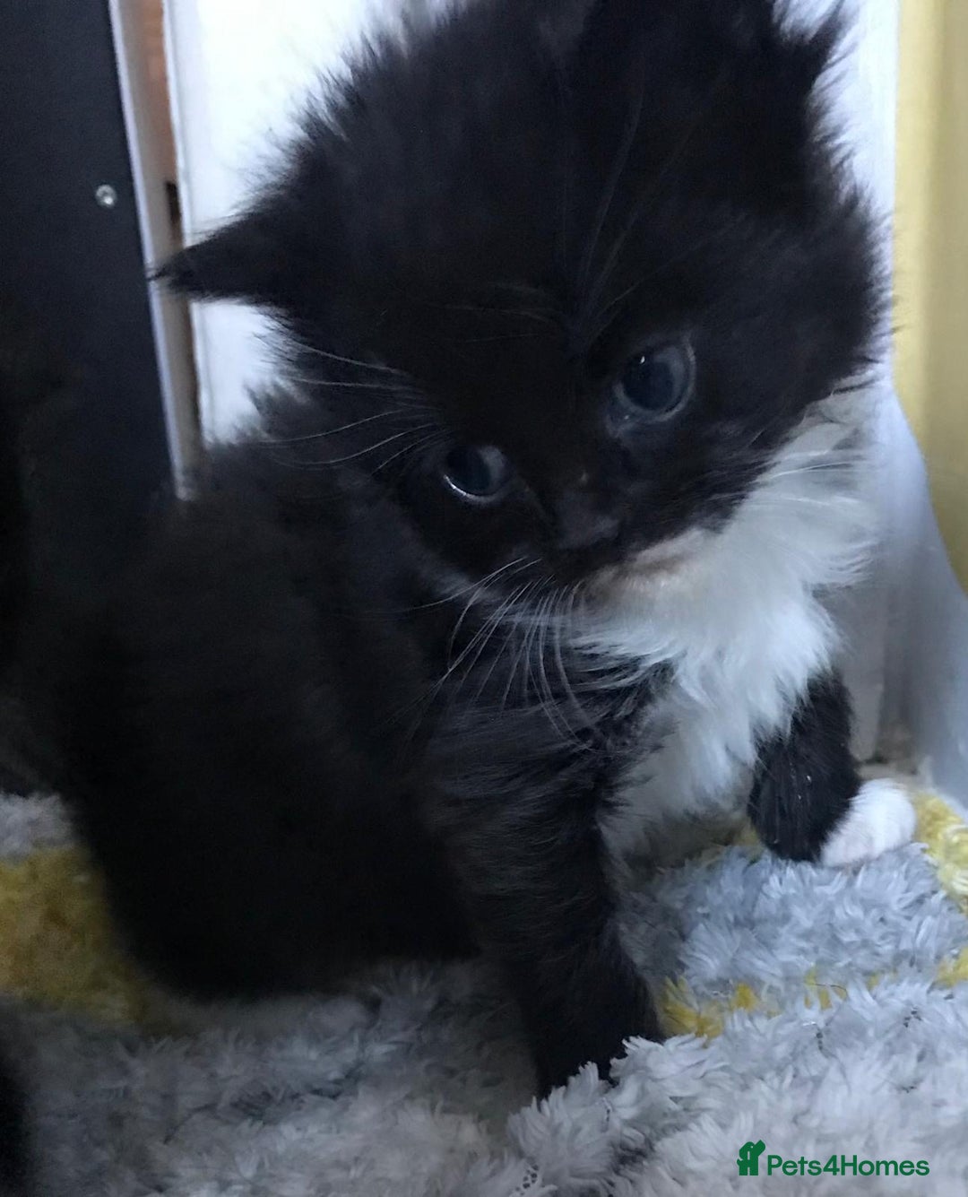 Mixed Breed cats for sale: Adorable half rag doll kittens  - Advert 16
