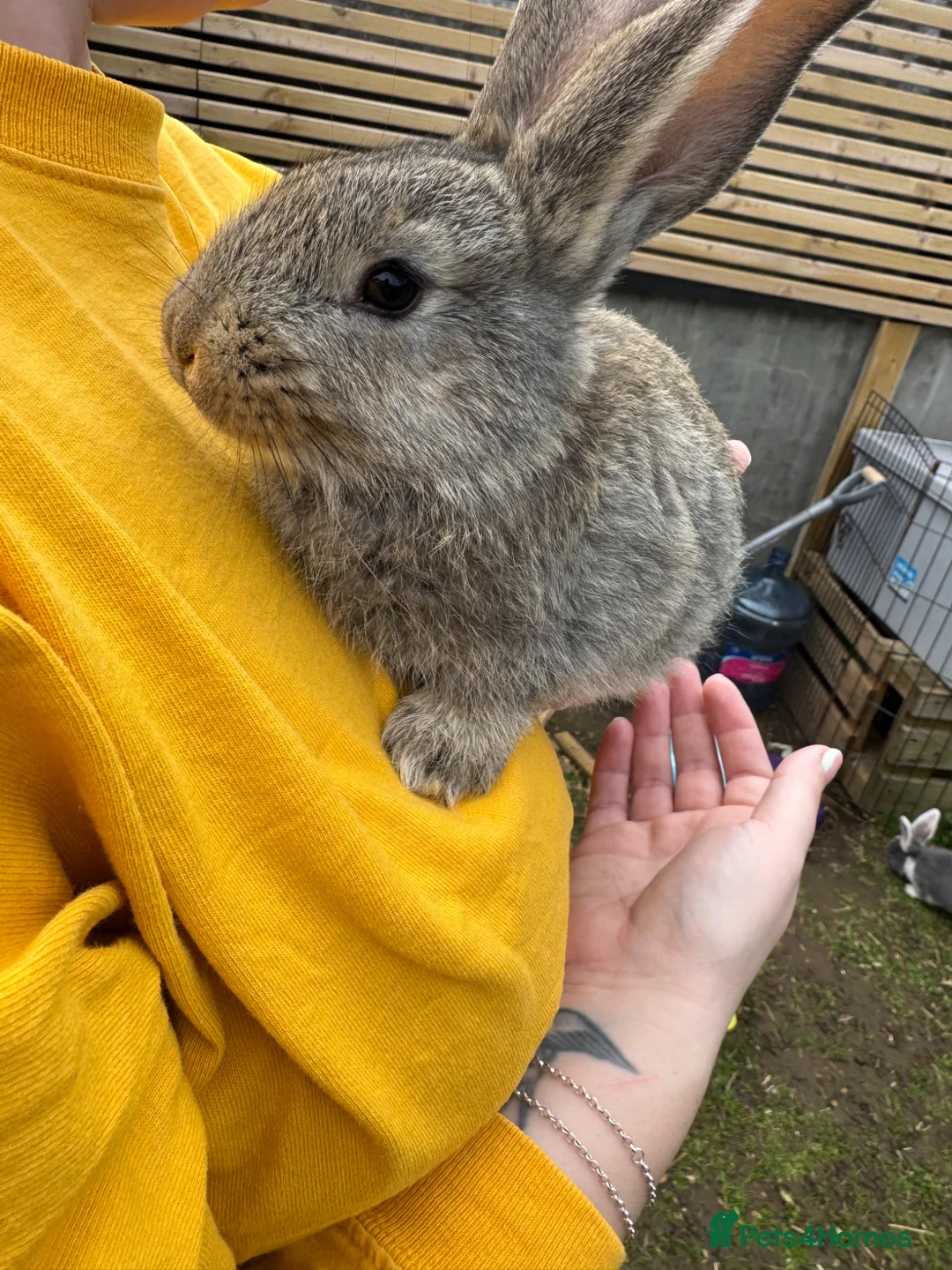 Continental Giant rabbits for sale: 2 Brown conti giant does - Advert 1