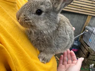 Continental Giant rabbits 2 Brown conti giant does - Advert 3