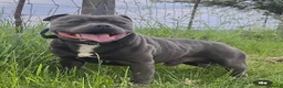 Staffordshire Bull Terrier dogs for sale: TOP QUALITY KC REG BLUE STAFFY! ONLY 1 GIRL LEFT! in Northolt - Advert 6