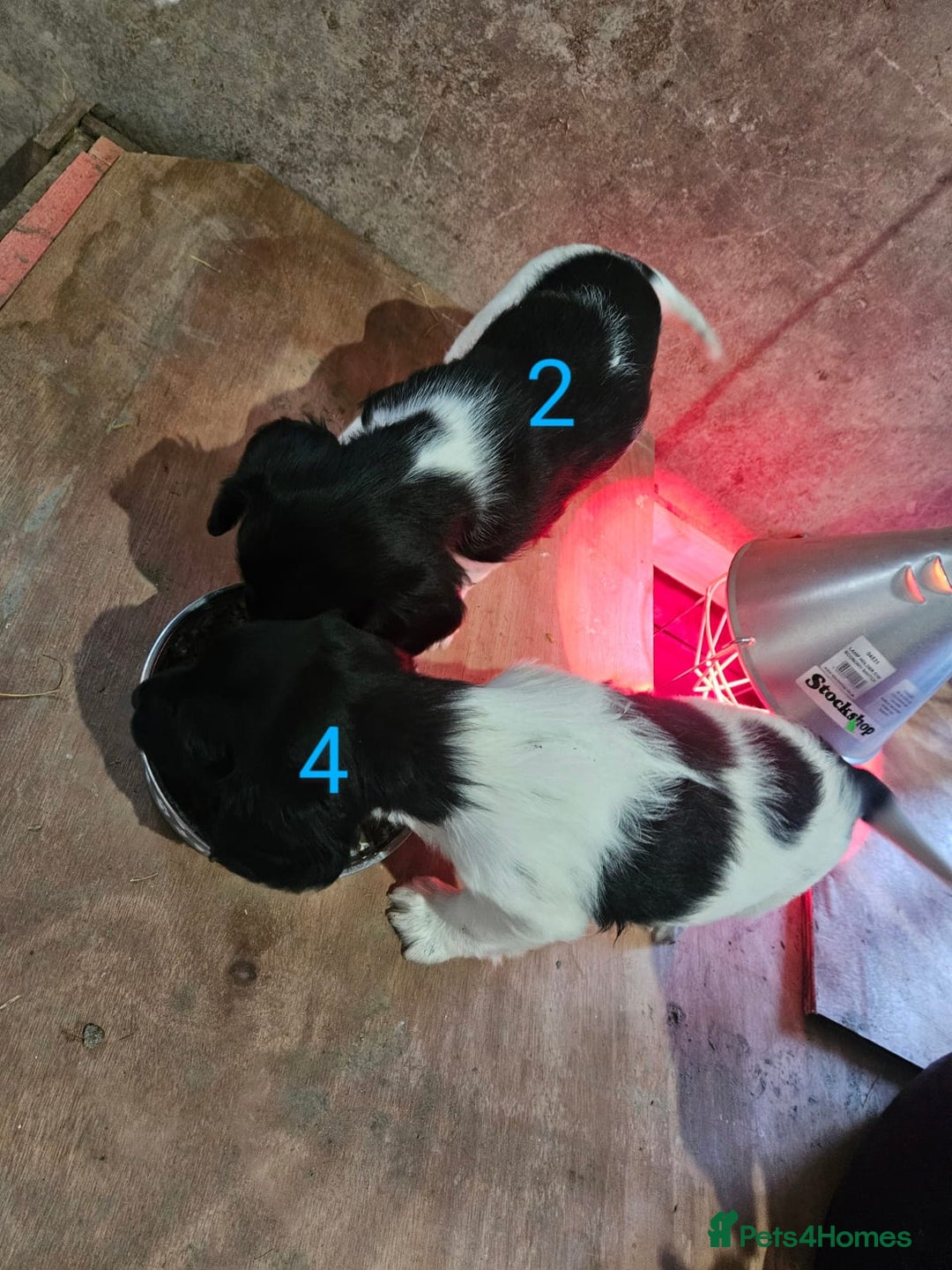 English Springer Spaniel dogs for sale: KC Registered Springer Spaniel Puppies  - Advert 25