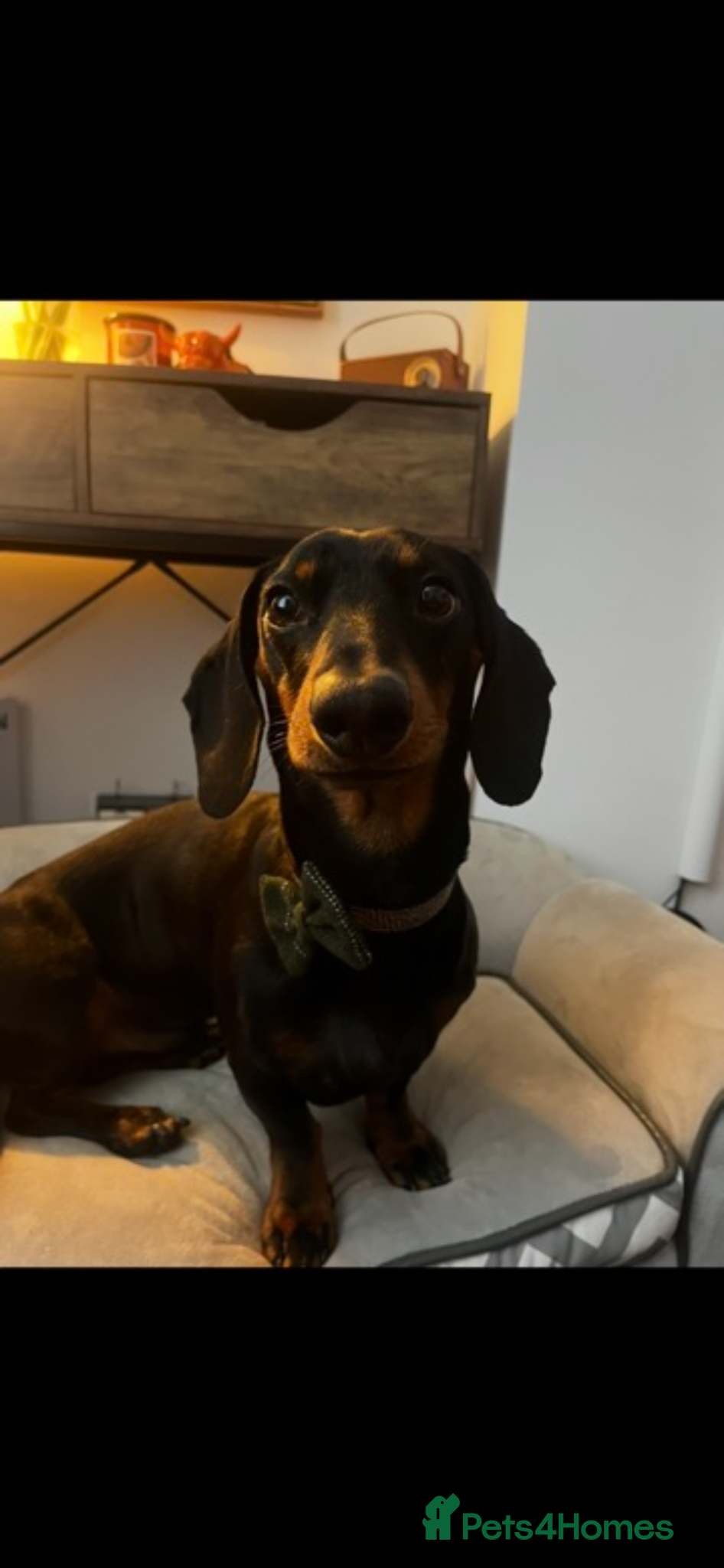 Dachshund dogs for sale: Rex - 4 years old male  in Pontypool - Advert 3