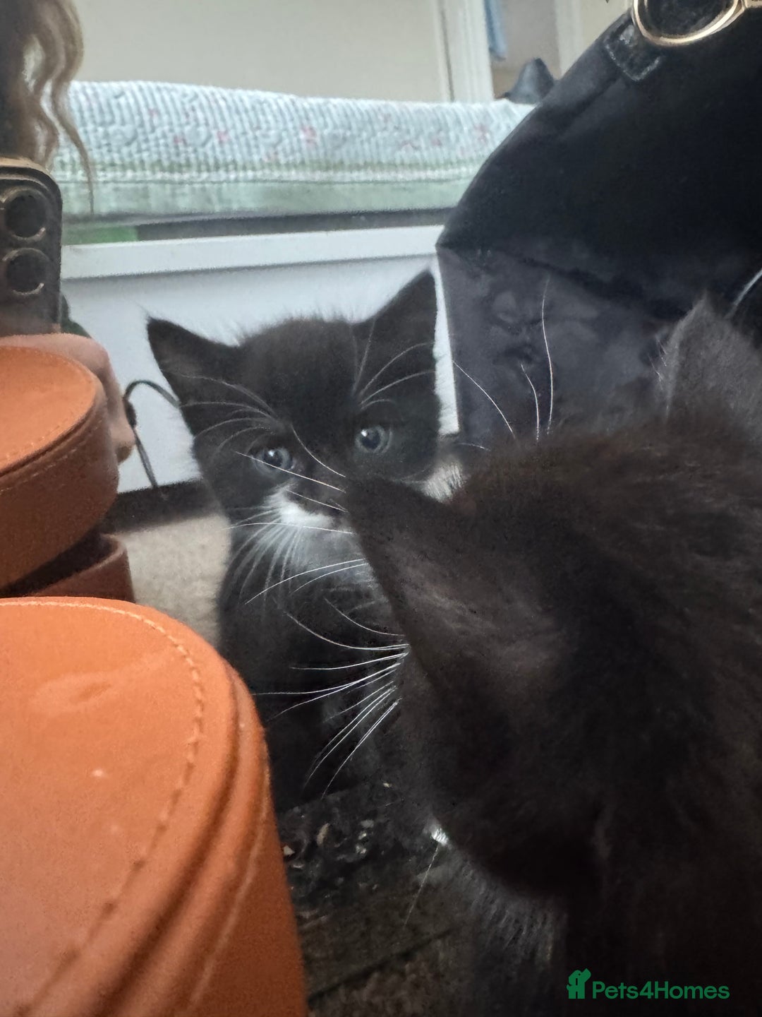 Bombay cats for sale: Cute Kittens for sale  - Image 4