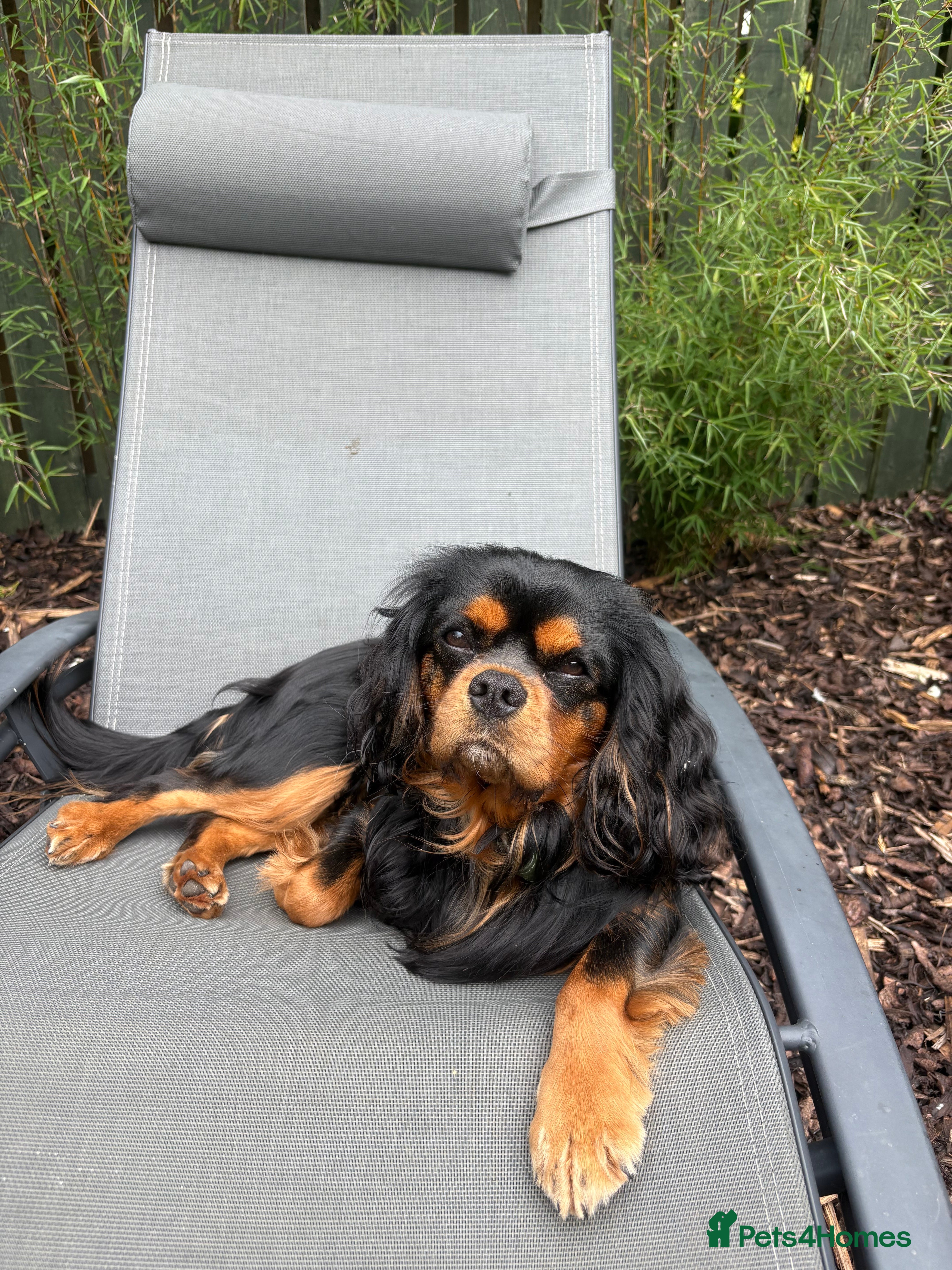 Cavalier King Charles Spaniel dogs STUD ONLY KC Cavalier KC Black and Tan stunning - Advert 7