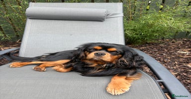 Cavalier King Charles Spaniel dogs - Advert 7
