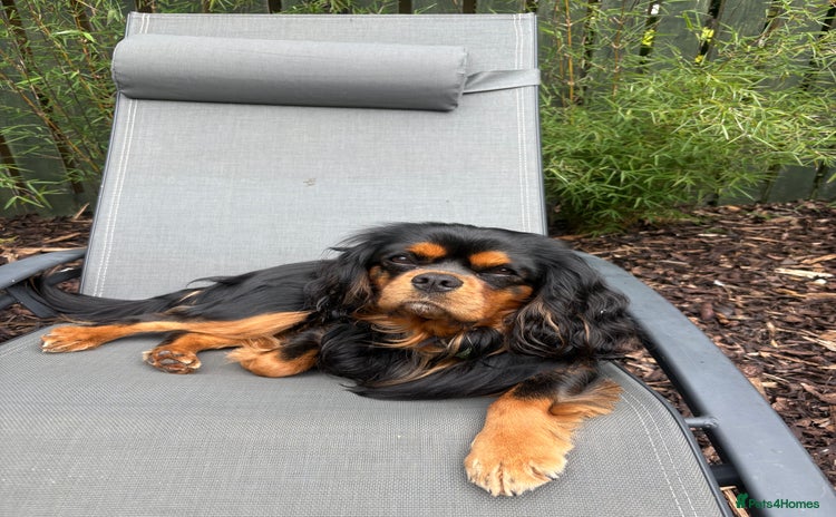 Cavalier King Charles Spaniel dogs - Advert 1