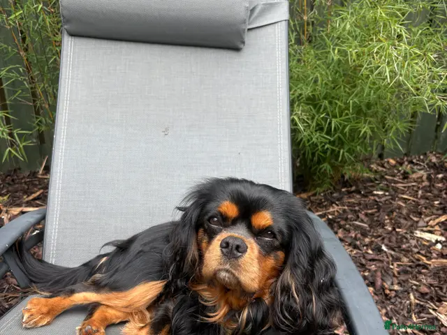 Cavalier King Charles Spaniel dogs STUD ONLY KC Cavalier KC Black and Tan stunning - Advert 4