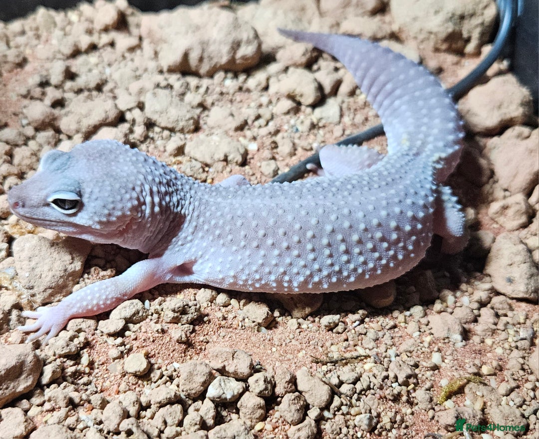 Leopard Gecko reptiles for sale: Leopard gecko and full set up - Advert 1