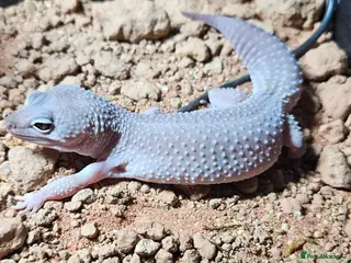 Leopard Gecko reptiles 2 xLeopard geckos and full set ups - Advert 10