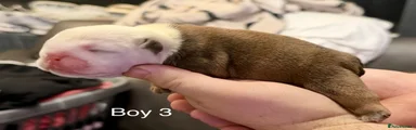 English Bulldog 3