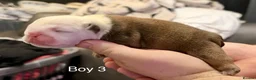 English Bulldog dogs for sale: Beautiful Litter - Health Tested Parents-13 Champs - Advert 5