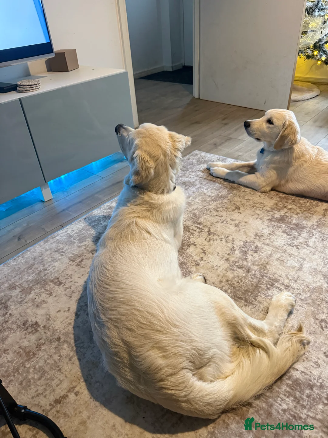 Golden Retriever dogs for sale: 2 Male golden retrievers for rehoming - Advert 15
