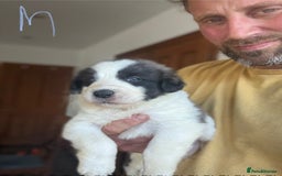 Pyrenean Mastiff dogs for sale: KC registered Pyrenean Mastiffs - Image 20