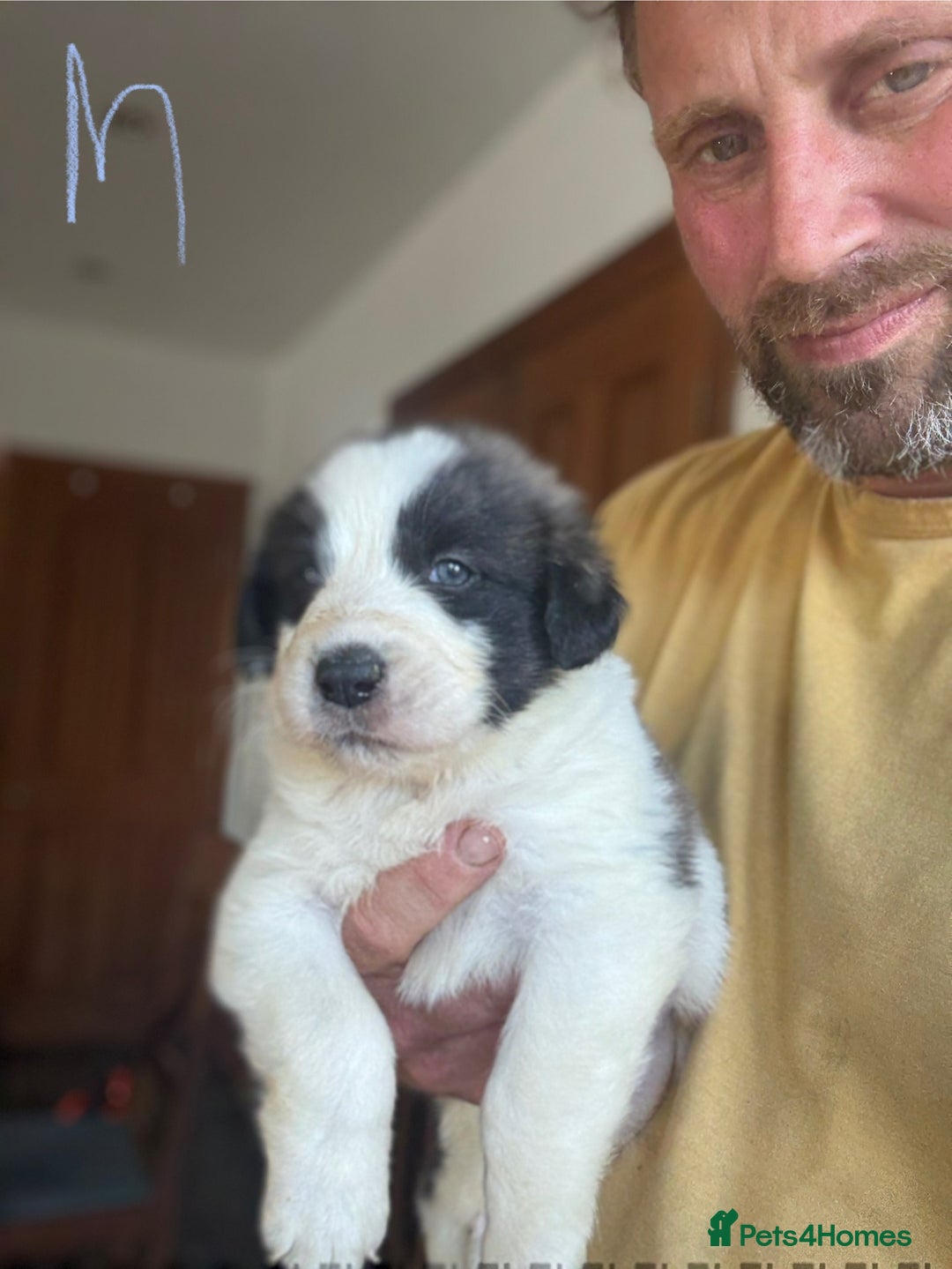 Pyrenean Mastiff dogs for sale: KC registered Pyrenean Mastiffs - Image 20