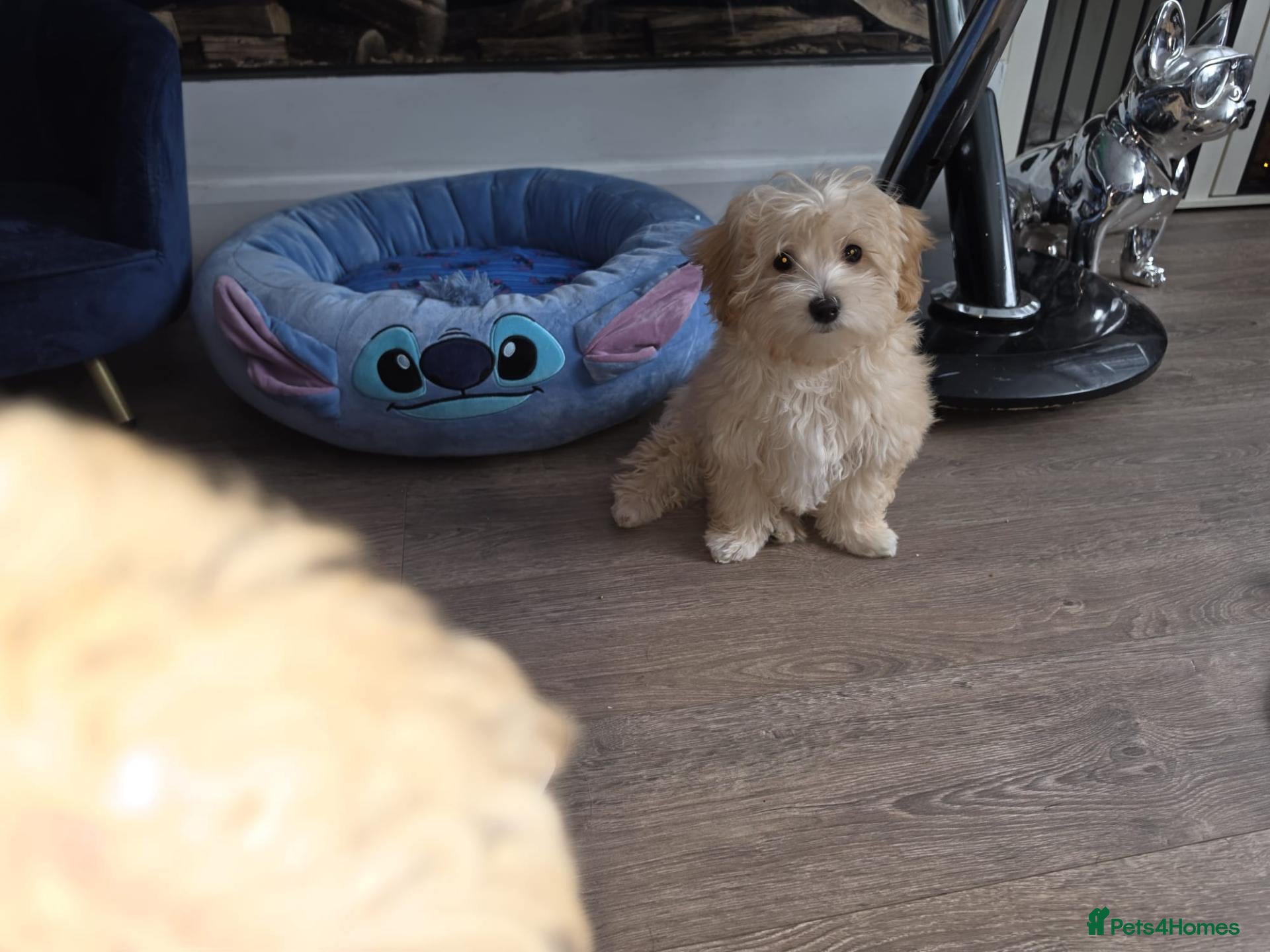 Maltipoo dogs Last girl Daisy Maltipoo F1 Asian small Girl - Advert 1