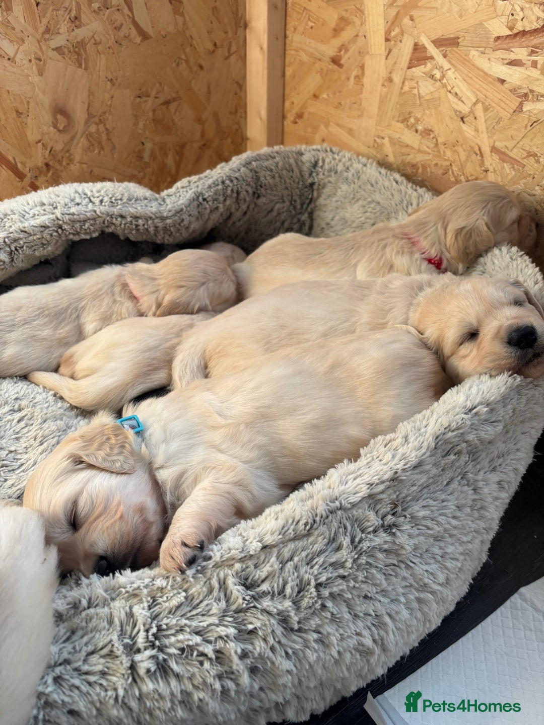 Golden Retriever dogs for sale: Golden retriever puppies  - Image 15