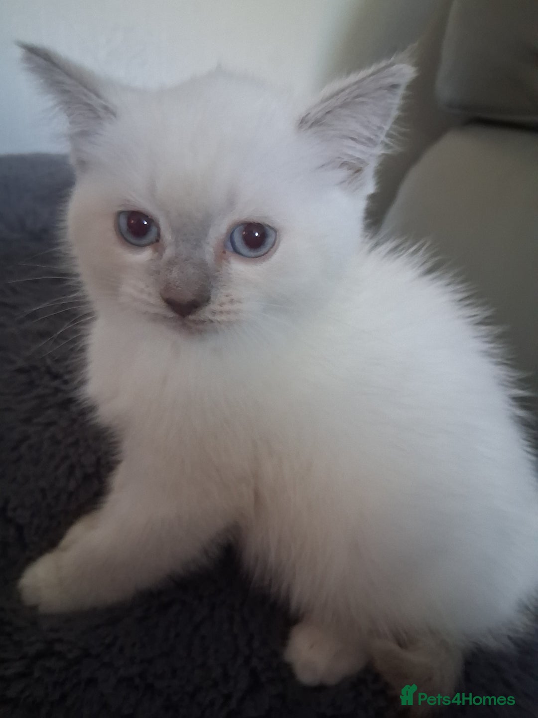 British Shorthair cats for sale: Adorable British short hair Kittens  - Image 13