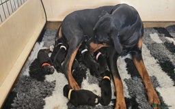 Dobermann dogs for stud: Champion lines Dobermann stud  in Dartford - Image 16