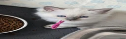 Ragdoll cats for sale: Sweet Fluffy Ragdoll Kittens Looking for Homes!  - Advert 5