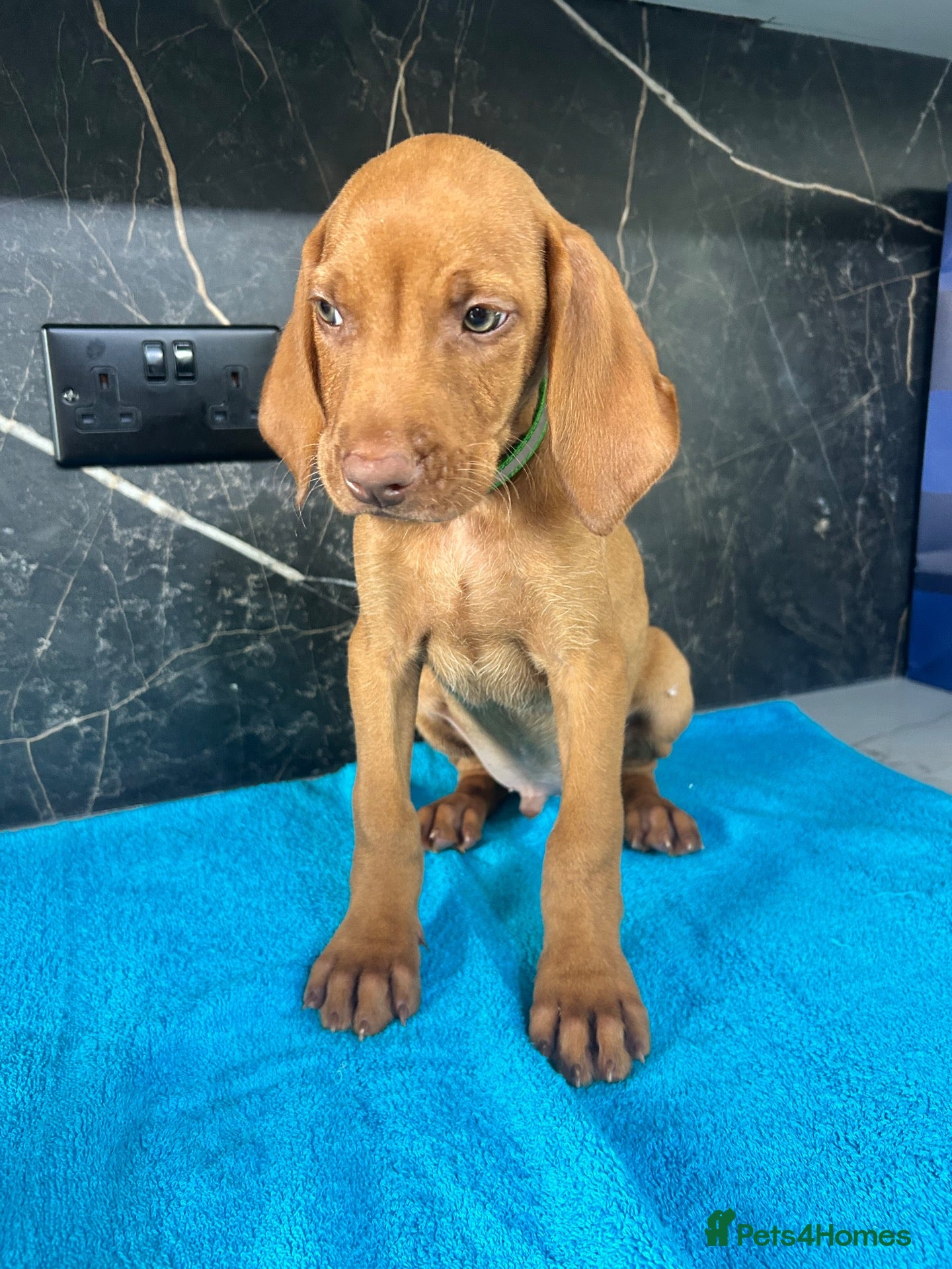 Hungarian Vizsla dogs KC x4 boys reduced £1700 Hungarian vizsla pups   - Advert 2