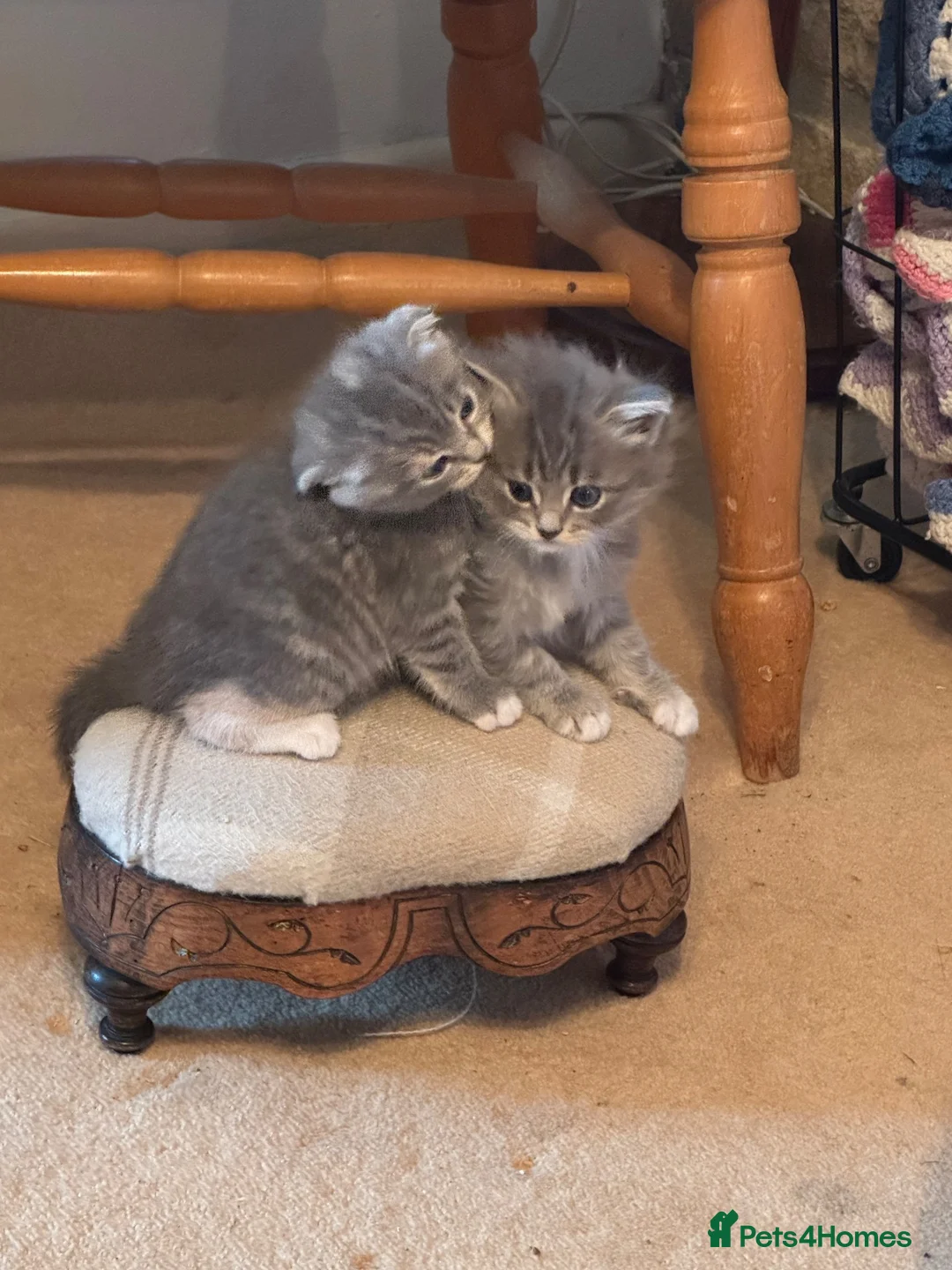 Scottish Fold cats for sale: 2 Beautiful Scottish fold and straight eared girls - Advert 1