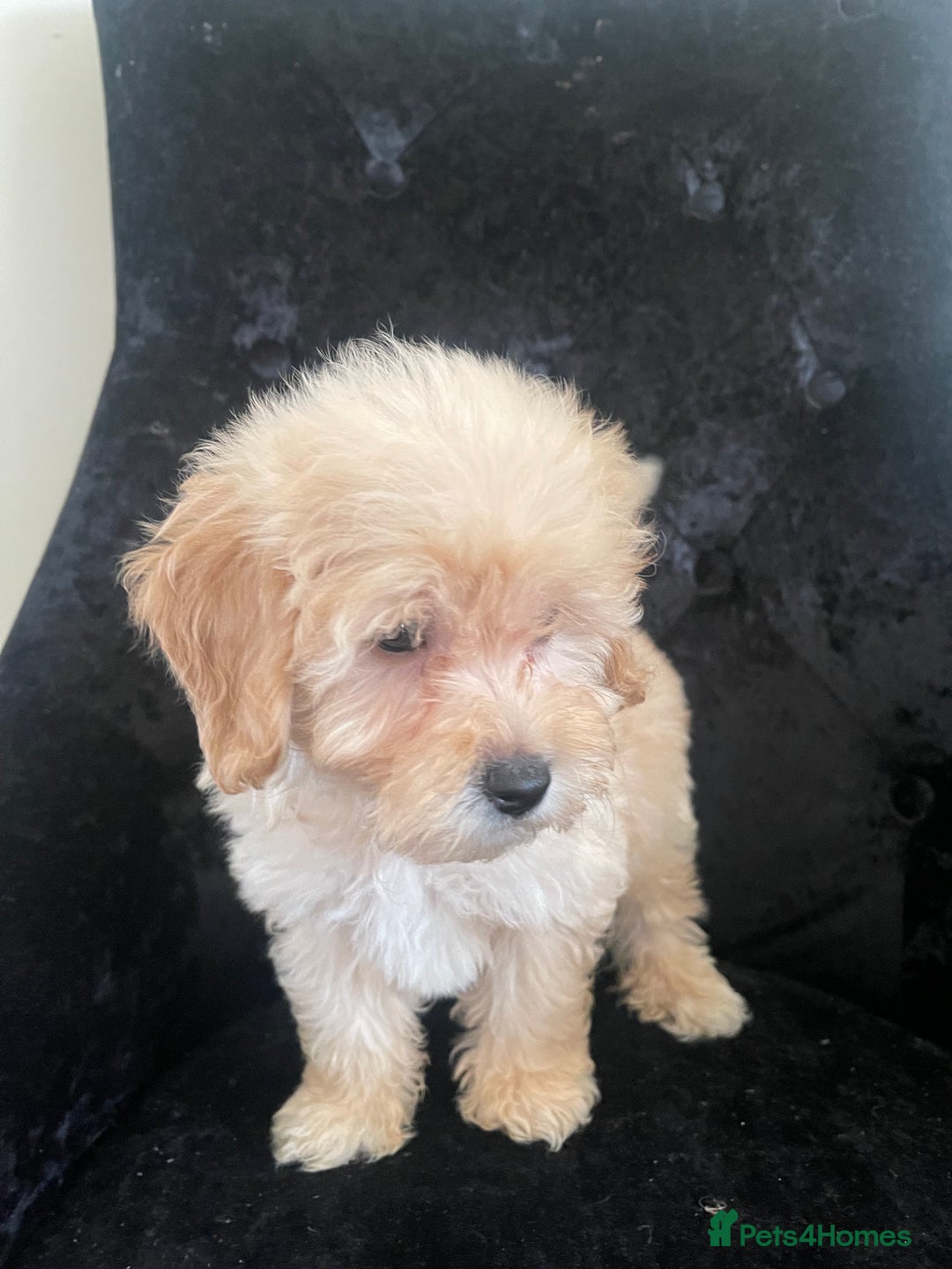 Goldendoodle dogs for sale: Adorable Golden Doodle F1B Miniature Boy  - Image 4