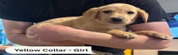 Labrador Retriever dogs for sale: Fox Red & Light Labrador Puppies- Ready June 2026 - Advert 23