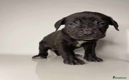 Cane Corso dogs for sale: Cane Corso Puppies  - Image 3