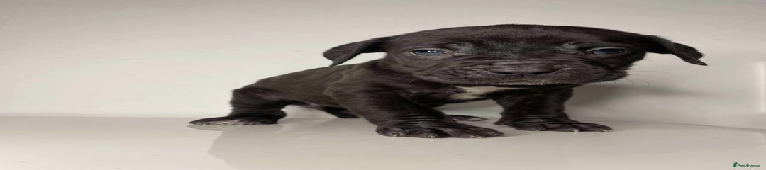 Cane Corso Puppy 2