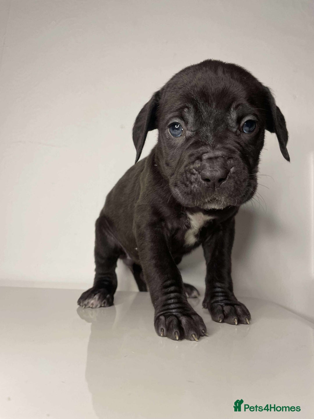 Cane Corso dogs for sale: Cane Corso Puppies  - Image 3