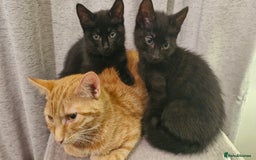 Mixed Breed cats for sale: 2 x male kittens - Image 3