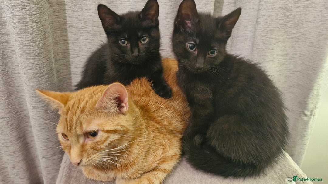 Mixed Breed cats for sale: 2 x male kittens - Image 3