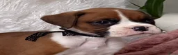 Boxer dogs for sale: Beautiful boxer puppies  - Advert 15