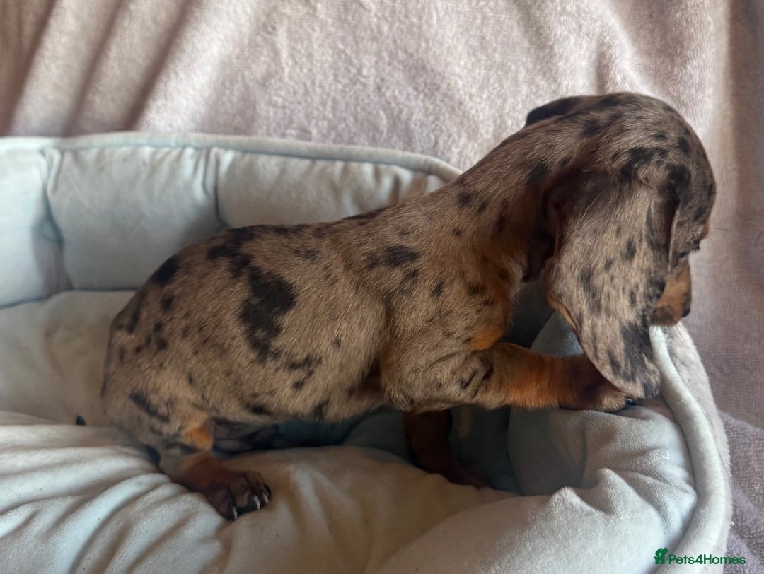Miniature Dachshund dogs for sale: Miniature dachshund puppy’s  - Image 5