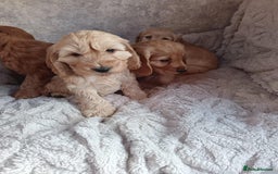 Cockapoo dogs for sale: Cockapoo puppy's  - Advert 4