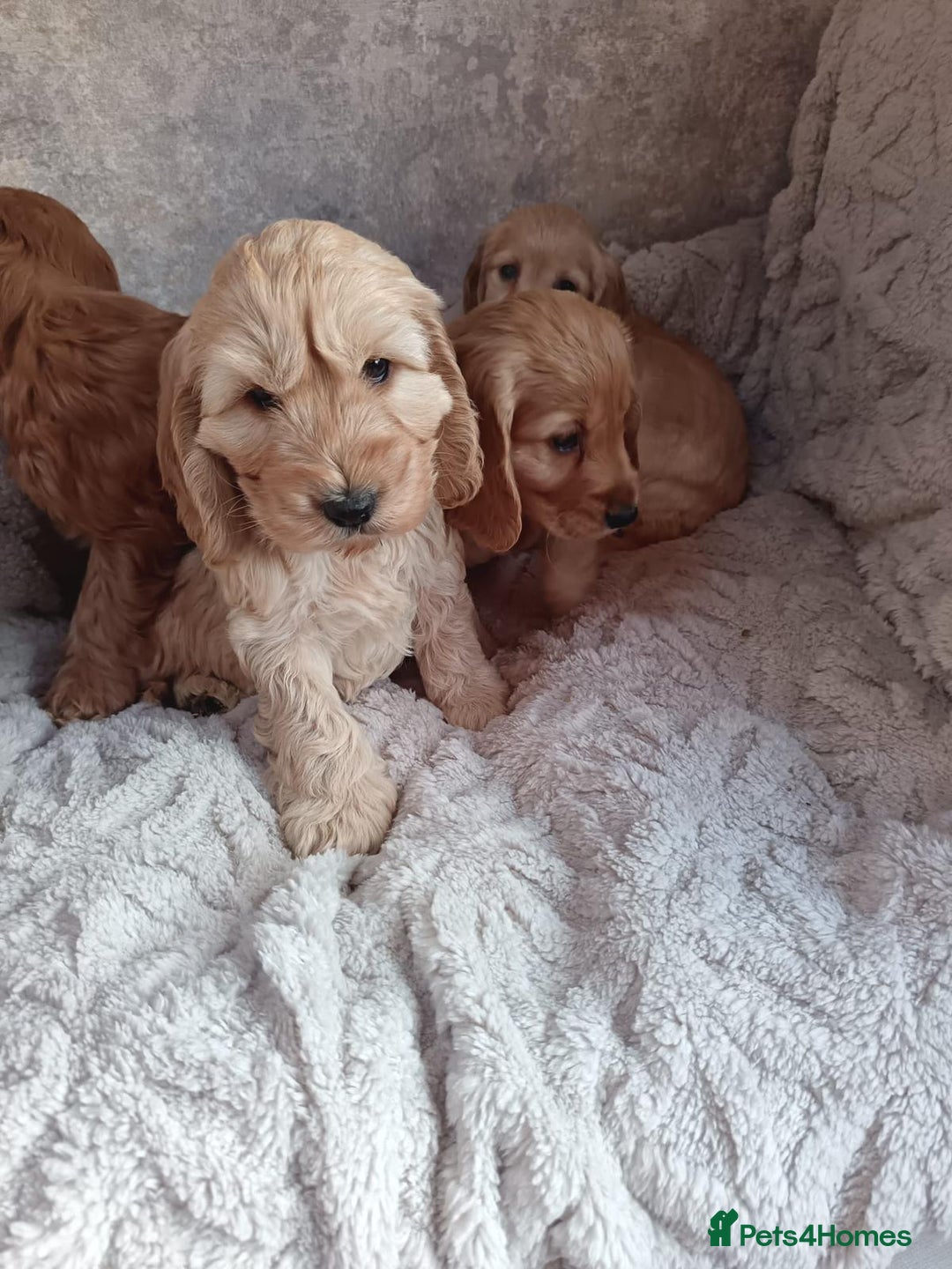 Cockapoo dogs for sale: Cockapoo puppy's  - Advert 4