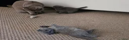 Scottish Fold cats for sale: Blue Scottish fold  - Advert 9