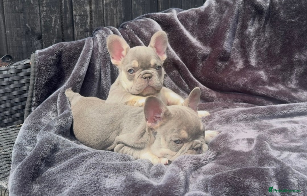 French Bulldog dogs for sale: Ready now, lovely lilac/chocolate French bulldogs in Maidstone - Image 3