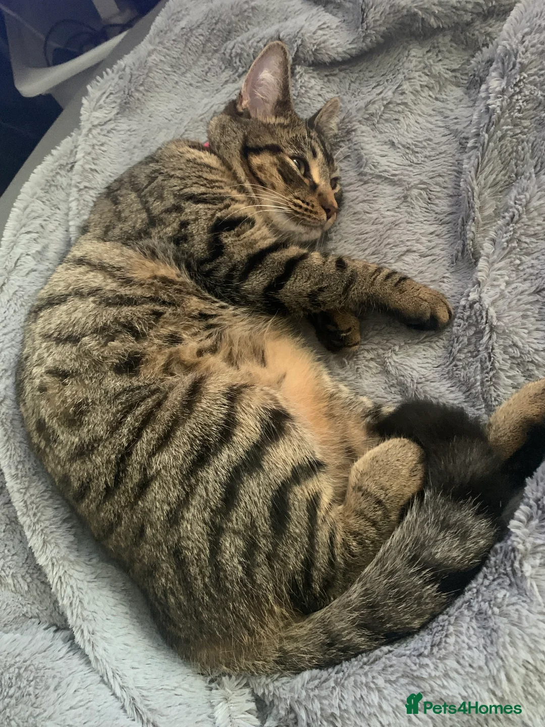 British Shorthair cats for sale: British shorthair cat 4 years old  - Advert 4