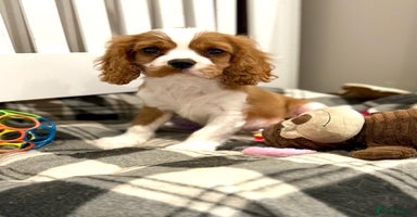 Cavalier King Charles Spaniel dogs - Advert 7