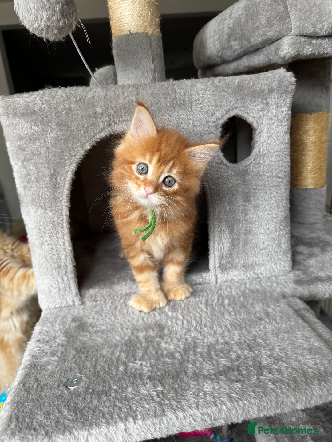 Maine Coon cats for sale: Ginger Polydactyl Main Coon kittens available - Image 13