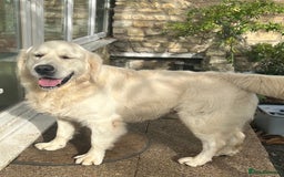Golden Retriever dogs for sale: Chunky, cream pups - Image 23