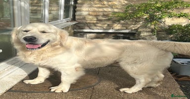 Golden Retriever dogs Chunky, cream pups - Advert 4