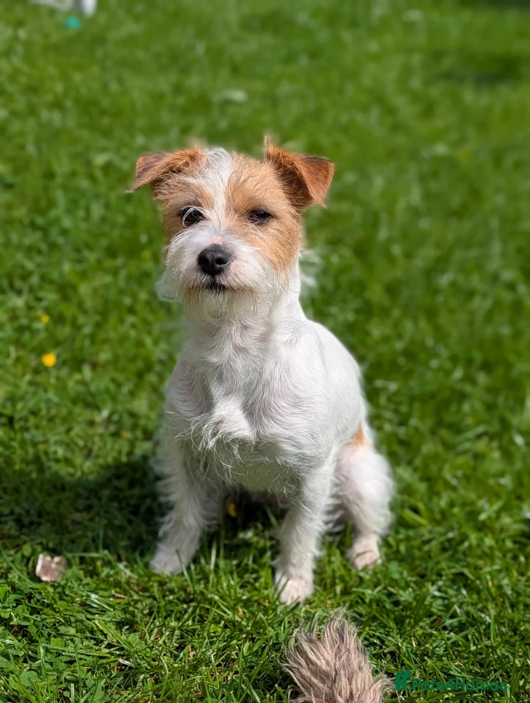 Jack Russell dogs for sale: 5 beautiful Jack Russell puppies for sale - Advert 18