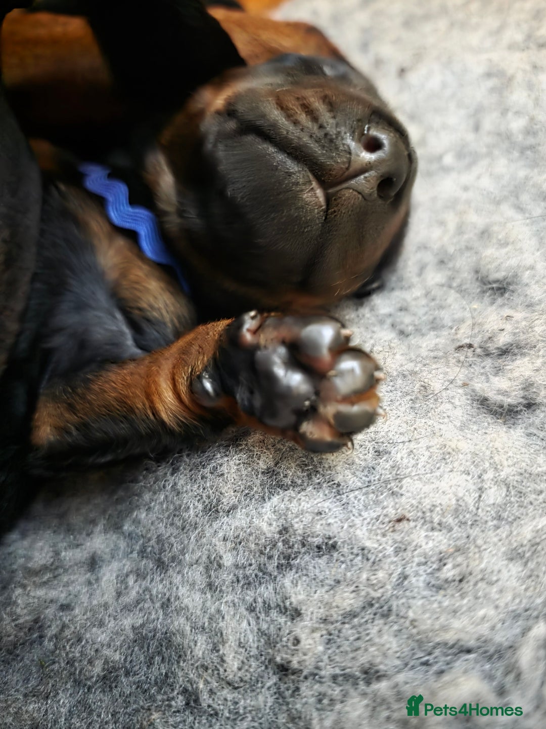 Dobermann dogs for sale: Doberman puppies  - Advert 10