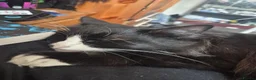 British Longhair cats for sale: tuxedo long hair cat.  in Ashford - Advert 4