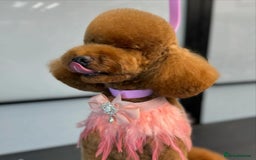 Toy Poodle dogs for stud: MULTI-AWARD WINNING SHOW DOG FOR STUD✨🐩 - Image 12